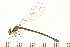  ( - 08OMSOD-0131)  @13 [ ] CreativeCommons - Attribution (2008) Unspecified Centre for Biodiversity Genomics