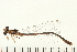  ( - 08OMSOD-0149)  @13 [ ] CreativeCommons - Attribution (2008) Unspecified Centre for Biodiversity Genomics