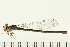  ( - 08OMSOD-0158)  @13 [ ] CreativeCommons - Attribution (2008) Unspecified Centre for Biodiversity Genomics
