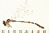  ( - 08OMSOD-0169)  @13 [ ] CreativeCommons - Attribution (2008) Unspecified Centre for Biodiversity Genomics