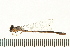  ( - 08OMSOD-0174)  @13 [ ] CreativeCommons - Attribution (2008) Unspecified Centre for Biodiversity Genomics