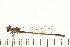  ( - 08OMSOD-0229)  @14 [ ] CreativeCommons - Attribution (2008) Unspecified Centre for Biodiversity Genomics