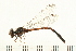  ( - 08OMSOD-0235)  @12 [ ] CreativeCommons - Attribution (2008) Unspecified Centre for Biodiversity Genomics