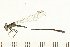  ( - 08OMSOD-0236)  @13 [ ] CreativeCommons - Attribution (2008) Unspecified Centre for Biodiversity Genomics