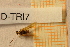  ( - TRD-TRI7)  @12 [ ] CreativeCommons - Attribution Non-Commercial Share-Alike (2014) Unspecified NTNU University Museum, Department of Natural History