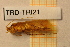  ( - TRD-TRI21)  @11 [ ] CreativeCommons - Attribution Non-Commercial Share-Alike (2014) Unspecified NTNU University Museum, Department of Natural History