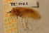  ( - TRD-TRI54)  @12 [ ] CreativeCommons - Attribution Non-Commercial Share-Alike (2014) Unspecified NTNU University Museum, Department of Natural History