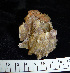  ( - OGL-E22676)  @11 [ ] Copyright (2011) Andrew Hosie/WA Museum Western Australian Museum