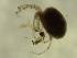  ( - ATRSP01_OSC10B)  @11 [ ] by-nc-nd (2022) Angelika Janiszewska University of Lodz, Faculty of Biology and Environmental Protection