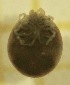  (Sperchon squamosus - OA002_01_Hy)  @11 [ ] by-nc-nd (2022) Klaudyna Królikowska University of Lodz, Faculty of Biology and Environmental Protection