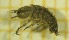  ( - OA002_04_I)  @11 [ ] by-nc-nd (2022) Klaudyna Królikowska University of Lodz, Faculty of Biology and Environmental Protection