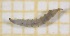  (Limnophora setinerva - OA005_06_D)  @11 [ ] by-nc-nd (2022) Klaudyna Królikowska University of Lodz, Faculty of Biology and Environmental Protection