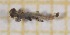  (Microtendipes sp - OA011_02_Ch)  @11 [ ] by-nc-nd (2022) Klaudyna Królikowska University of Lodz, Faculty of Biology and Environmental Protection