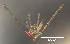  (Ophiopholis bakeri - RE-OpL3-24)  @11 [ ] CreativeCommons - Attribution (2024) Richard Emlet Oregon Institute of Marine Biology