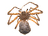  (Philodromus infuscatus - BIOUG20590-F04)  @11 [ ] CreativeCommons - Attribution (2015) G. Blagoev Centre for Biodiversity Genomics