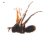  ( - BIOUG20590-G11)  @11 [ ] CreativeCommons - Attribution (2015) G. Blagoev Centre for Biodiversity Genomics