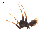  ( - BIOUG20590-H03)  @11 [ ] CreativeCommons - Attribution (2015) G. Blagoev Centre for Biodiversity Genomics