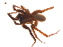  ( - BIOUG20600-A03)  @11 [ ] CreativeCommons - Attribution (2015) G. Blagoev Centre for Biodiversity Genomics