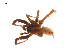  ( - BIOUG20600-A04)  @11 [ ] CreativeCommons - Attribution (2015) G. Blagoev Centre for Biodiversity Genomics