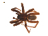  ( - BIOUG20600-A05)  @11 [ ] CreativeCommons - Attribution (2015) G. Blagoev Centre for Biodiversity Genomics