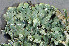  ( - BG-L-94923)  @11 [ ] CreativeCommons - Attribution Non-Commercial (2013) Einar Timdal Natural History Museum, University of Oslo, Norway