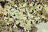  ( - BG-L-95032)  @11 [ ] CreativeCommons - Attribution Non-Commercial (2013) Einar Timdal Natural History Museum, University of Oslo, Norway