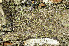 ( - BG-L-95945)  @11 [ ] CreativeCommons - Attribution Non-Commercial (2013) Einar Timdal Natural History Museum, University of Oslo, Norway