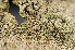  ( - BG-L-96149)  @11 [ ] CreativeCommons - Attribution Non-Commercial (2014) Einar Timdal Natural History Museum, University of Oslo, Norway