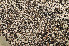  ( - BG-L-96351)  @11 [ ] CreativeCommons - Attribution Non-Commercial (2014) Einar Timdal Natural History Museum, University of Oslo, Norway