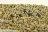  ( - O-L-44308)  @11 [ ] CreativeCommons - Attribution Non-Commercial (2013) Einar Timdal Natural History Museum, University of Oslo, Norway
