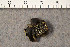  ( - O-L-78257)  @11 [ ] CreativeCommons - Attribution Non-Commercial (2015) Trude Magnussen Natural History Museum, University of Oslo, Norway