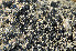  ( - O-L-145356)  @11 [ ] CreativeCommons - Attribution Non-Commercial (2013) Einar Timdal Natural History Museum, University of Oslo, Norway
