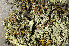  (Micarea leprosula - O-L-149079)  @11 [ ] CreativeCommons - Attribution Non-Commercial (2013) Einar Timdal Natural History Museum, University of Oslo, Norway