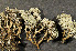  ( - O-L-149405)  @11 [ ] CreativeCommons - Attribution Non-Commercial (2013) Einar Timdal Natural History Museum, University of Oslo, Norway