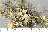  ( - O-L-155340)  @11 [ ] by-nc (2020) Einar Timdal Natural History Museum, University of Oslo, Norway