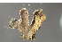  ( - O-L-155343)  @11 [ ] by-nc (2020) Einar Timdal Natural History Museum, University of Oslo, Norway