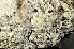  ( - O-L-158214)  @11 [ ] CreativeCommons - Attribution Non-Commercial (2013) Einar Timdal Natural History Museum, University of Oslo, Norway