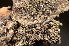  (Lopadium disciforme - O-L-158258)  @11 [ ] CreativeCommons - Attribution Non-Commercial (2014) Einar Timdal Natural History Museum, University of Oslo, Norway