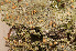  (Mycobilimbia pilularis - O-L-159489)  @11 [ ] CreativeCommons - Attribution Non-Commercial (2014) Einar Timdal Natural History Museum, University of Oslo, Norway