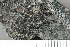  ( - O-L-160395)  @11 [ ] by-nc (2020) Einar Timdal Natural History Museum, University of Oslo, Norway