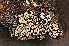 ( - O-L-160462)  @11 [ ] CreativeCommons - Attribution Non-Commercial (2013) Einar Timdal Natural History Museum, University of Oslo, Norway