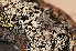  ( - O-L-160503)  @11 [ ] CreativeCommons - Attribution Non-Commercial (2013) Einar Timdal Natural History Museum, University of Oslo, Norway