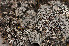  ( - O-L-163395)  @11 [ ] CreativeCommons - Attribution Non-Commercial (2013) Einar Timdal Natural History Museum, University of Oslo, Norway