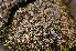  ( - O-L-163608)  @11 [ ] CreativeCommons - Attribution Non-Commercial (2013) Einar Timdal Natural History Museum, University of Oslo, Norway
