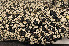  ( - O-L-163796)  @11 [ ] CreativeCommons - Attribution Non-Commercial (2013) Einar Timdal Natural History Museum, University of Oslo, Norway