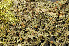  ( - O-L-164634)  @11 [ ] CreativeCommons - Attribution Non-Commercial (2013) Einar Timdal Natural History Museum, University of Oslo, Norway