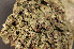  ( - O-L-164694)  @11 [ ] CreativeCommons - Attribution Non-Commercial (2014) Einar Timdal Natural History Museum, University of Oslo, Norway