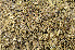  ( - O-L-164783)  @11 [ ] CreativeCommons - Attribution Non-Commercial (2013) Einar Timdal Natural History Museum, University of Oslo, Norway