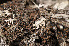  (Lopadium coralloideum - O-L-164805)  @11 [ ] CreativeCommons - Attribution Non-Commercial (2014) Einar Timdal Natural History Museum, University of Oslo, Norway