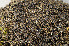  ( - O-L-164887)  @11 [ ] CreativeCommons - Attribution Non-Commercial (2013) Einar Timdal Natural History Museum, University of Oslo, Norway